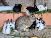 45ae7e2e-c0b3-4e70-9506-e359cf288e38