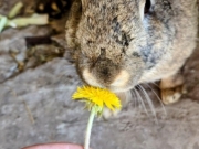 65e9eaeb-11b4-4d0d-9261-efed738ee713