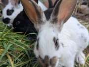 500275279_4201325820190152_957696450419381175_n