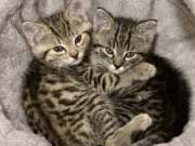 513714158_24165439579753735_7976793038797243626_n