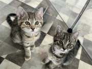 518270068_24266371836327175_3095466663671819389_n