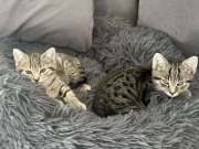 518305618_24266370369660655_5312375271404105851_n