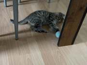 654581863_1494762225500041_2402224977048445121_n