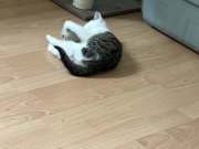 655813335_1494762245500039_7833971455433752672_n