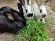 7bd0fa39-ff8c-421c-9c92-d355bdec390d