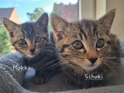 518284844_24357726443852095_3777115836743809595_n