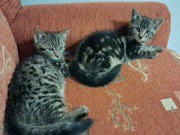 518413206_24429527163338689_7366900555138031326_n